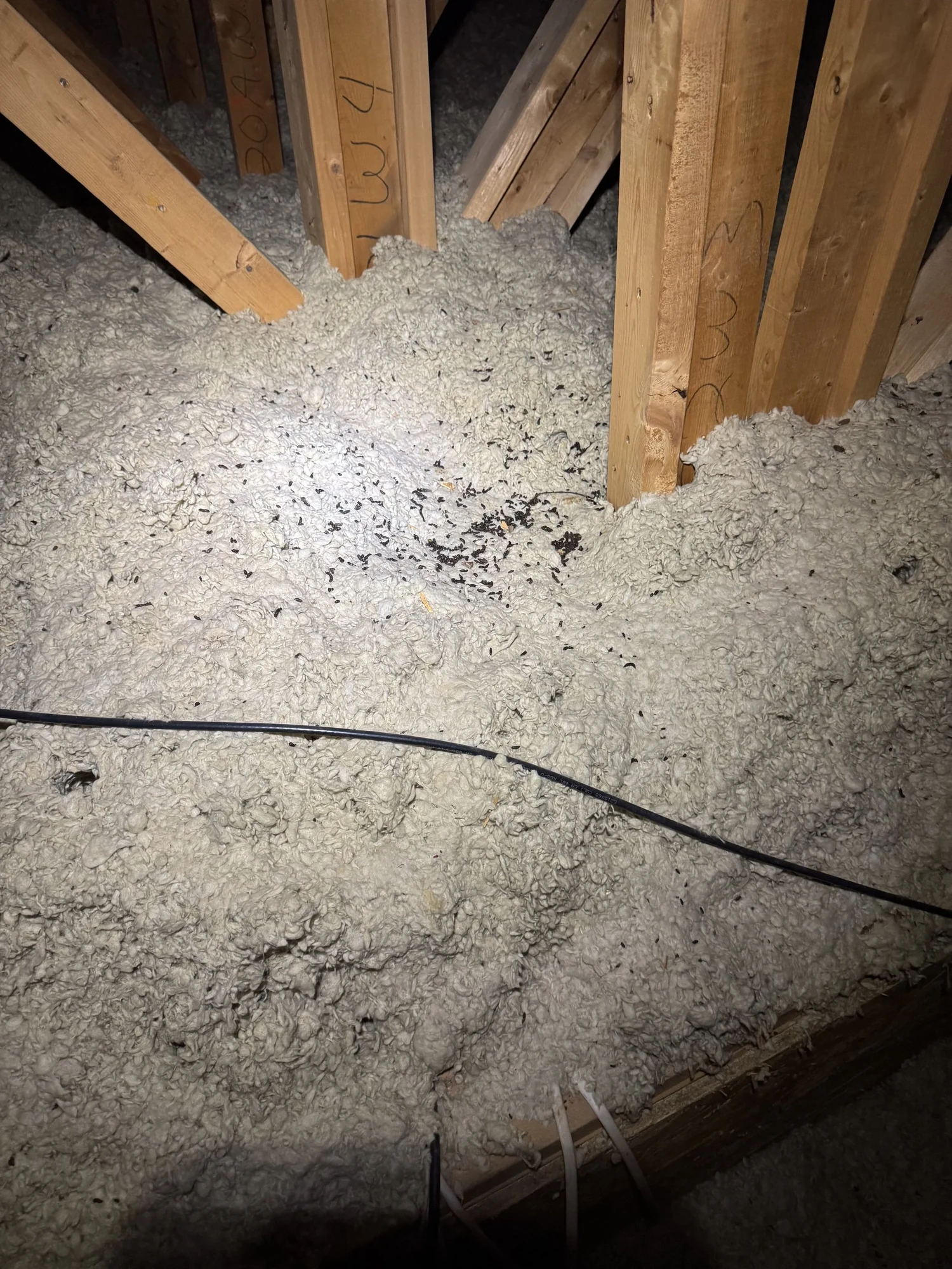 Grey, settled loose-fill insulation with bat droppings across an attic floor, a cable running over it