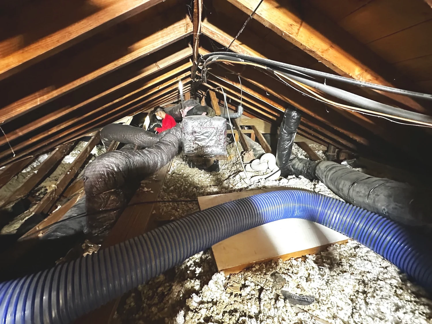 Blue removal hose laid through an attic full of old loose fill